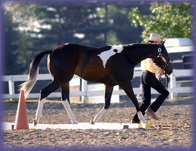 NEPHC Oneco CT 090609. Yearling In-hand Trail - Two First Places...only second time out!